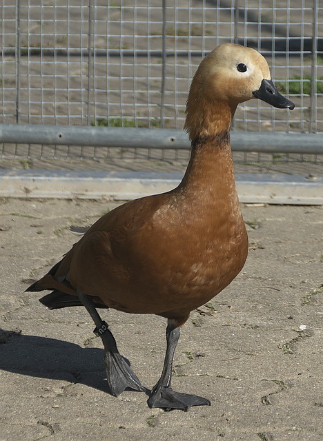 略更注重